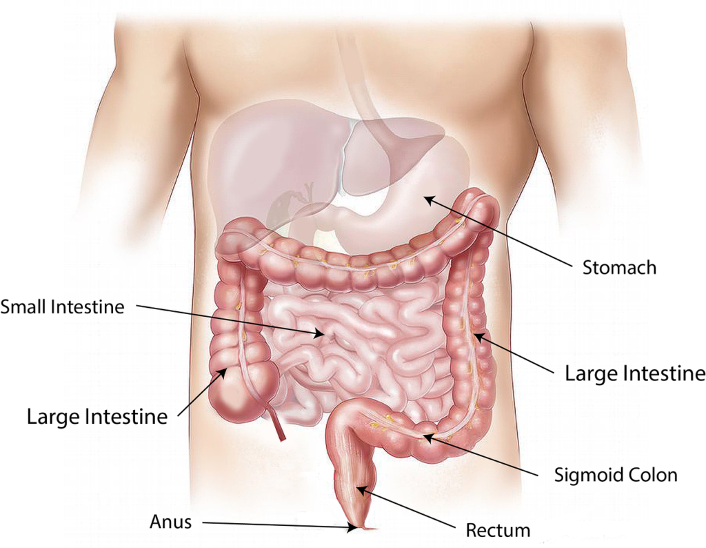 digestive system