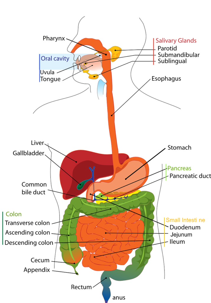 digestive